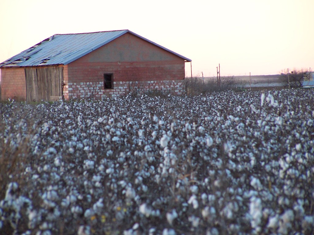 Cotton Field Abilene, TX Anthony Bearden Flickr
