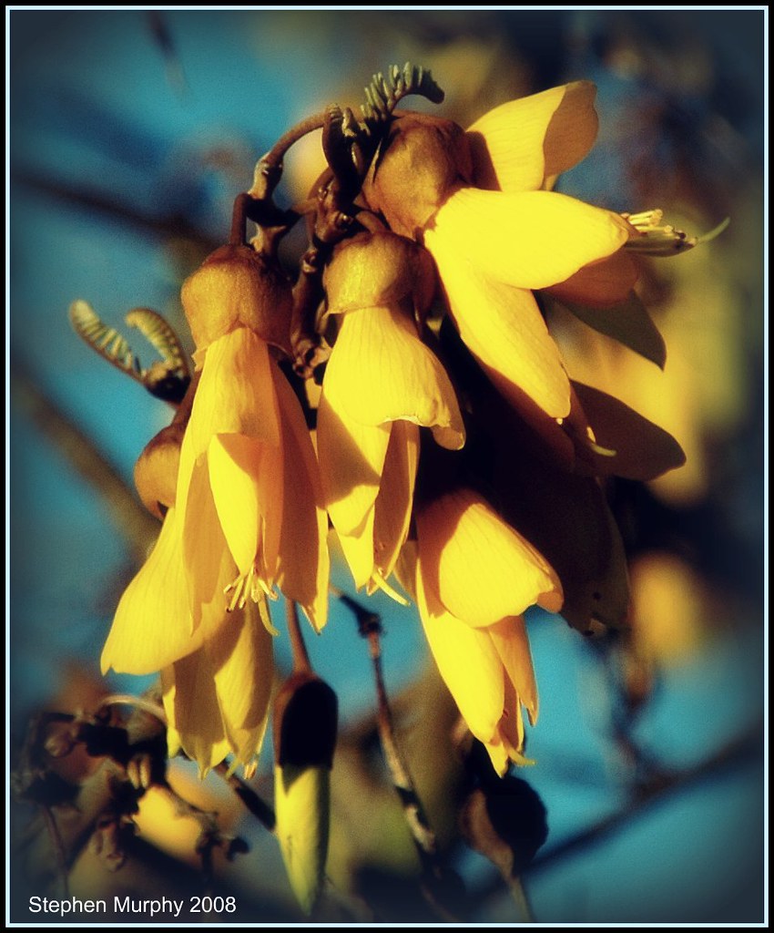 Spring Flowers Edited in picnik Stephen Murphy Flickr