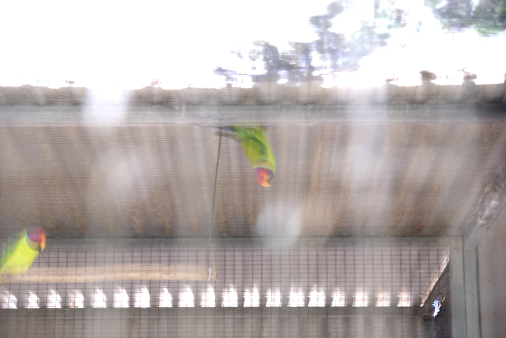 upside down Plum headed parakeet hanging upside down. S_Crews Flickr