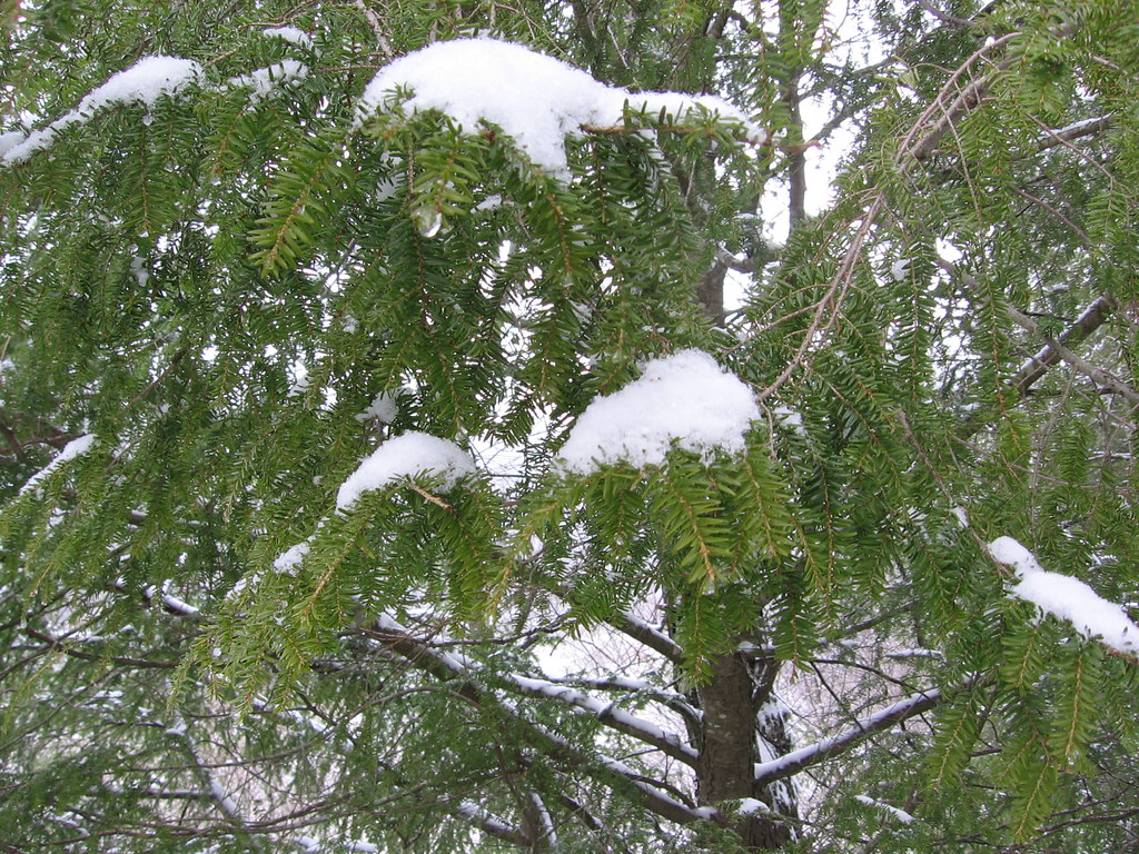 Snowy plant The_Gut Flickr