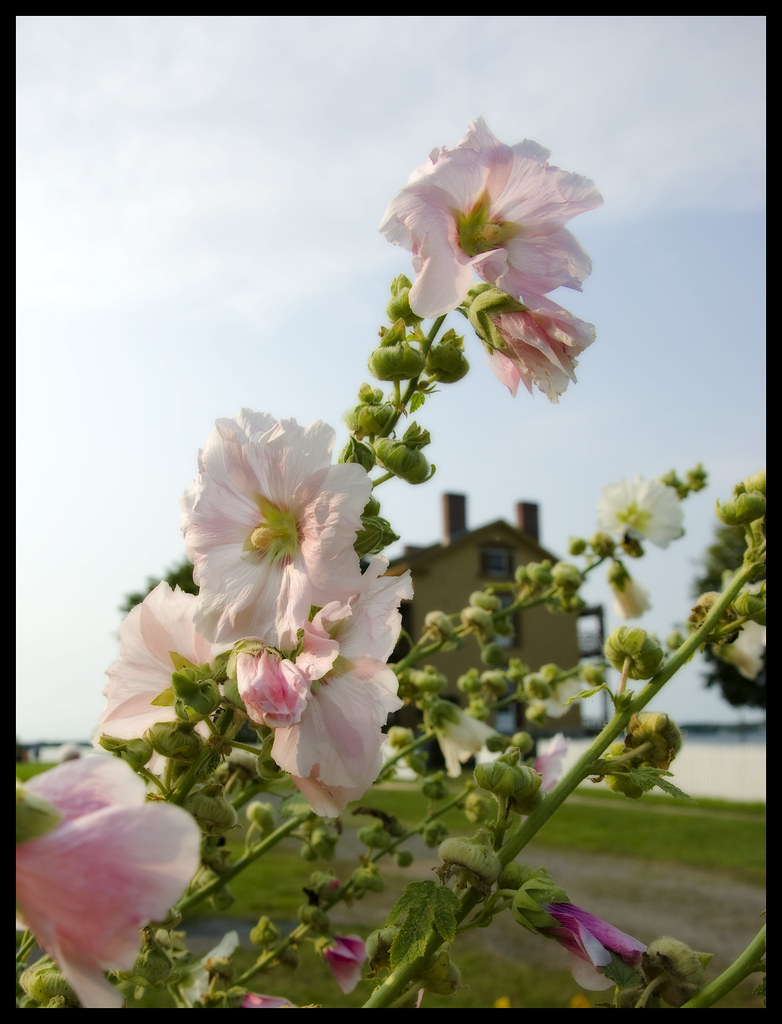 Battlefield Flowers Also posted to Steven Tryon