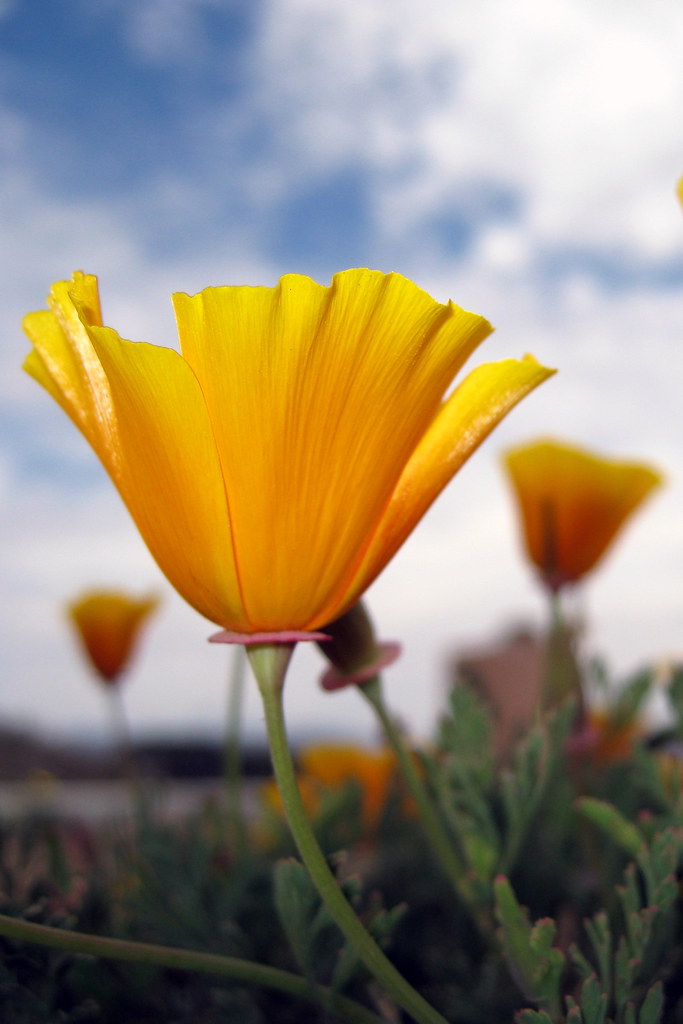 California Poppy (Eschscholzia californica) flowers on the Morro Bay