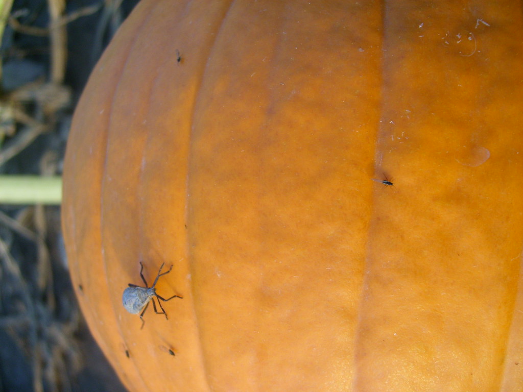 Pumpkin bug. HAHAHAYLEE. Flickr