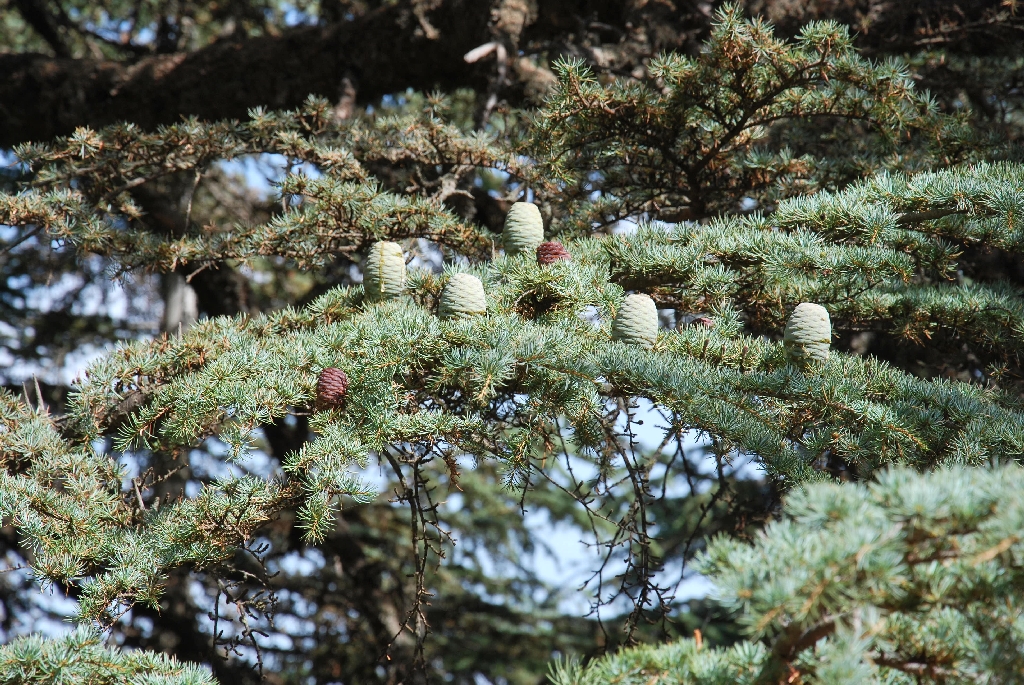 Cedar of Lebanon 1 Scientific name = Cedrus libani 2