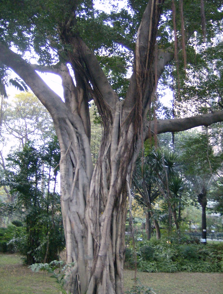 Weeping Fig Tree ficus benjamina Chater Garden Hong K… Flickr