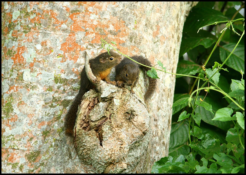 plantain squirrels junior Lck Daniel Koh, Singapore Flickr