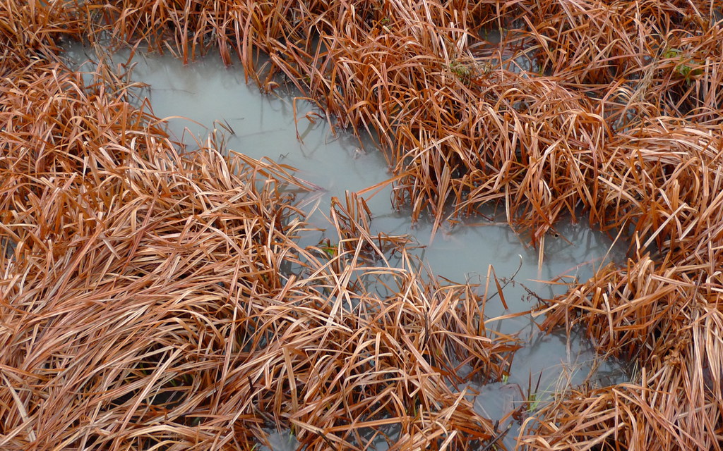 Water & grass Juha Haataja Flickr
