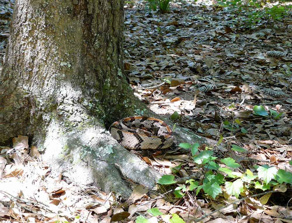 Timber Rattlesnake, south USA Timber Rattlesnake … Flickr