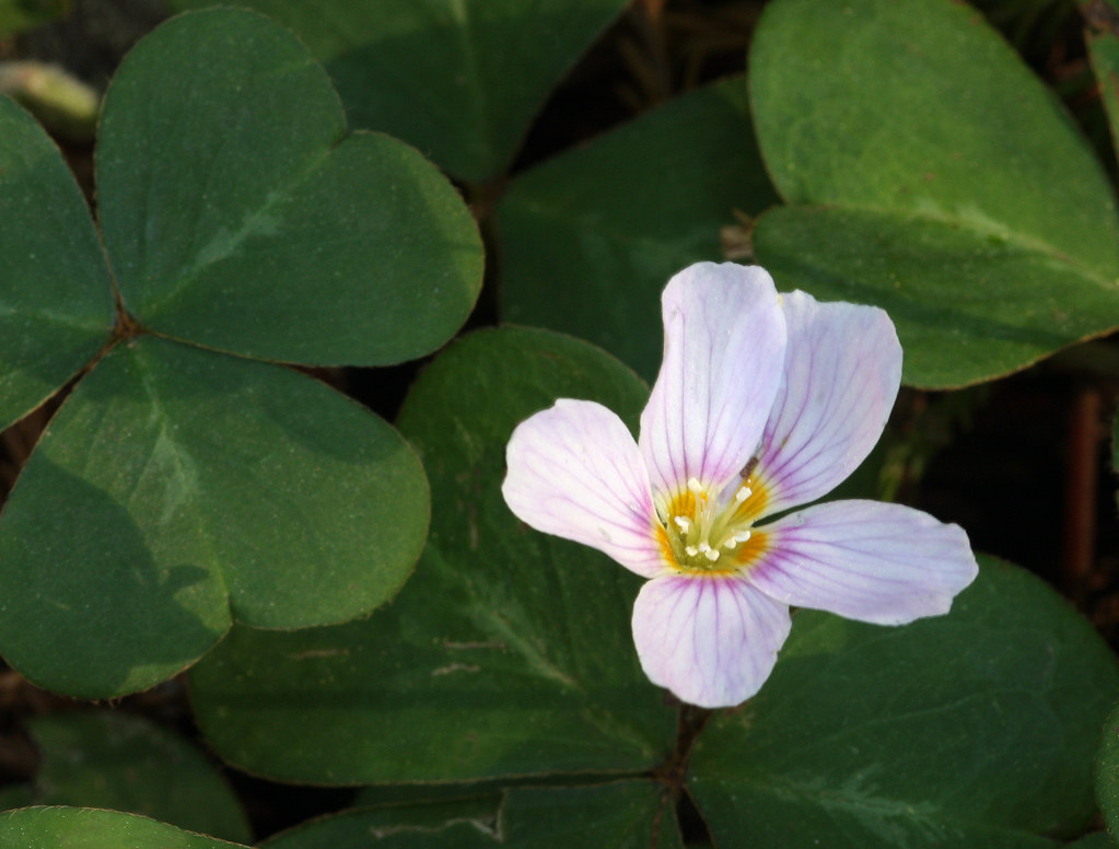 Redwood Sorrel Redwood Sorrel (Oxalis oregana). Purisima C… Flickr