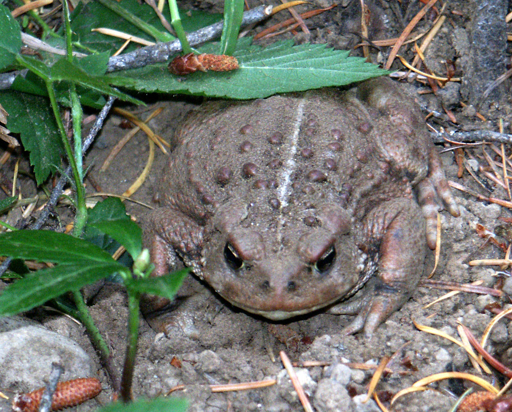 Boreal Toad Western Toad in Lemolo timber sale unit 67. 11… Francis
