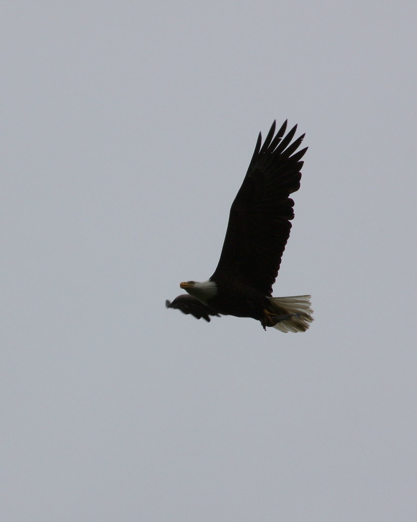 Bald Eagle with Grayling akcorey90 Flickr