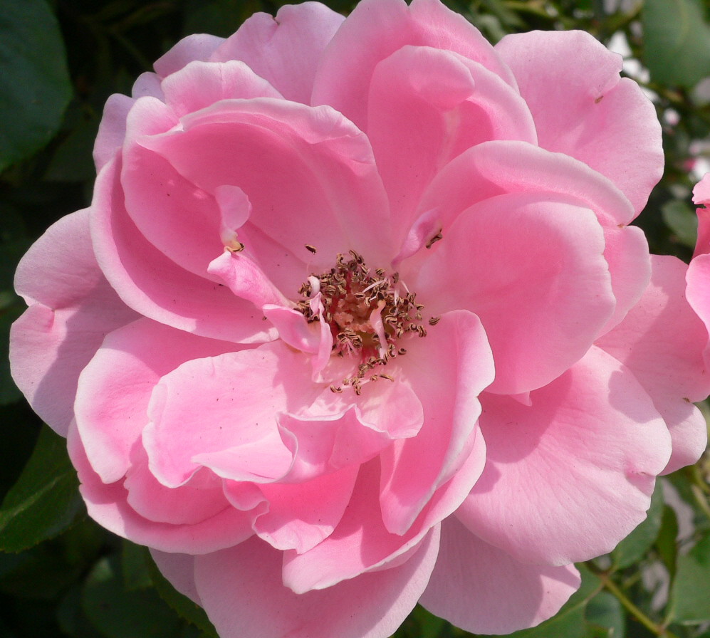 Gentleness "A profusion of pink roses bending ragged in th… Flickr
