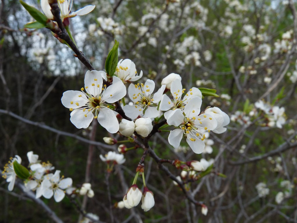 American Plum Tree Flowers Taken at the Minnesota Valley N… Flickr