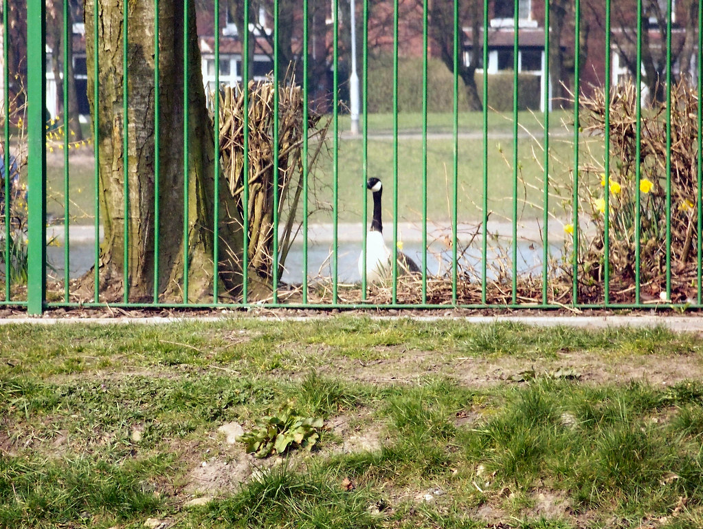 clarence park lido, bury, england, taken by mrwheezemsn.c… Flickr