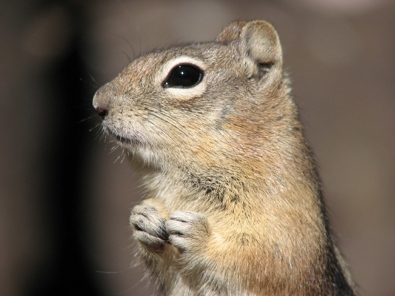 048 End of 07 Lihue,Gingerbread,Hiking Flickr