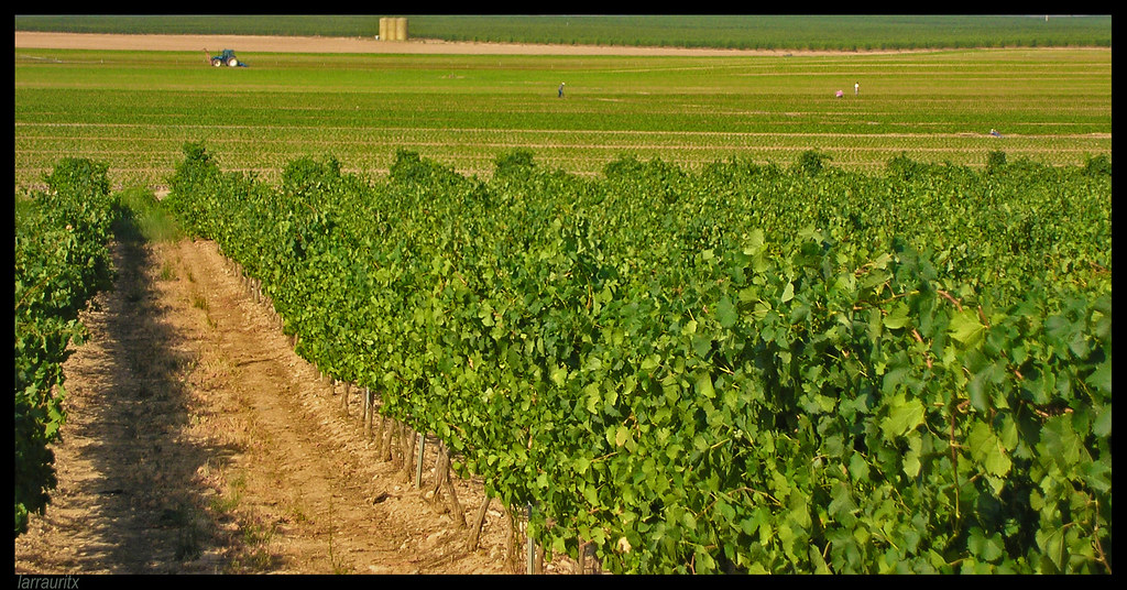 Agricultura extensiva intensiva Entre viña y viña