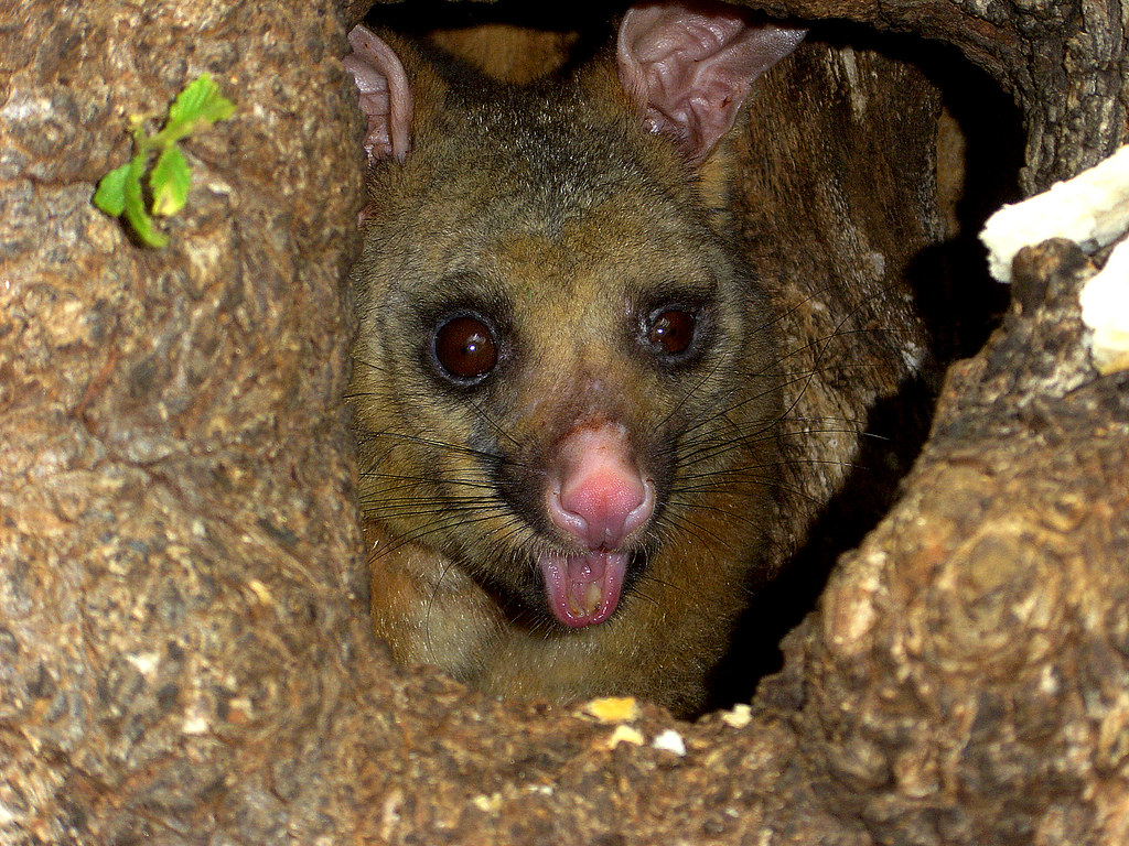His Learned Eminence Court House tree. Machattie Park Ian Sutton