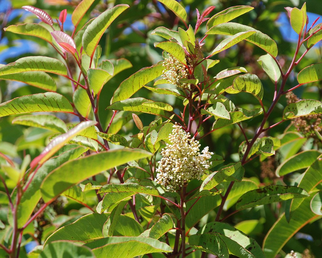 Flickriver Photoset 'Malosma laurina Laurel Sumac' by pete