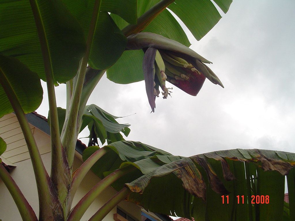 gambar 1 005 pisang tanduk mtohir01 Flickr