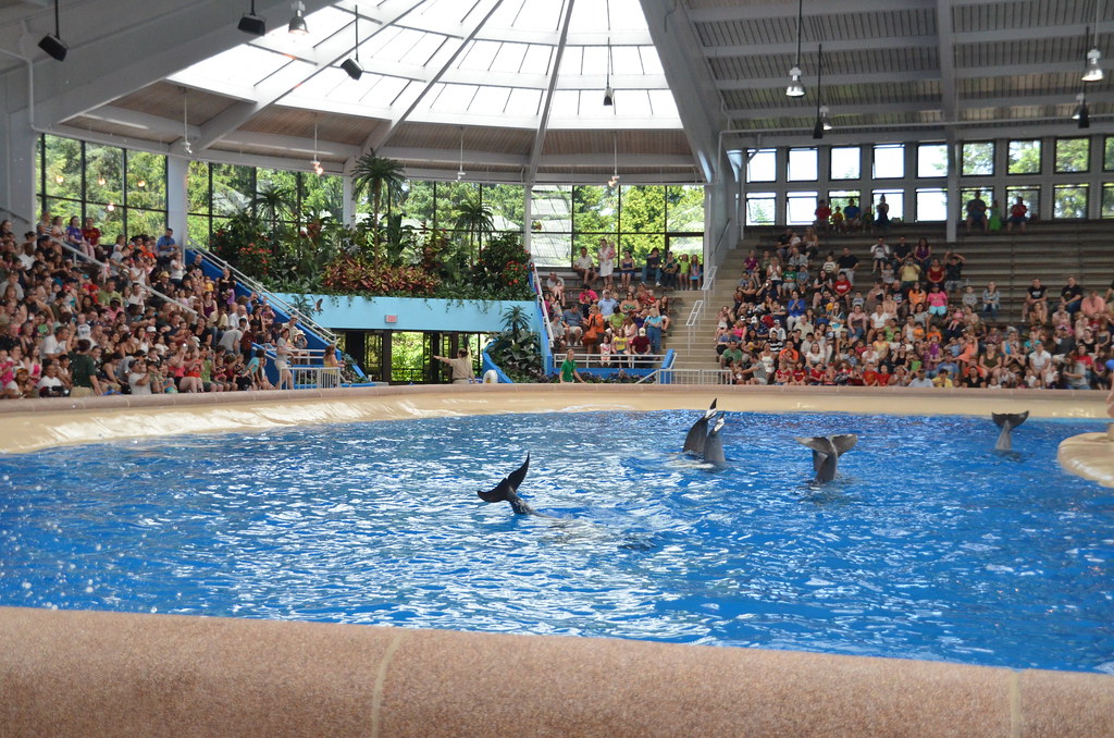 Brookfield Zoo Dolphin Show 133 Dolphin Show at Brookfield… Flickr