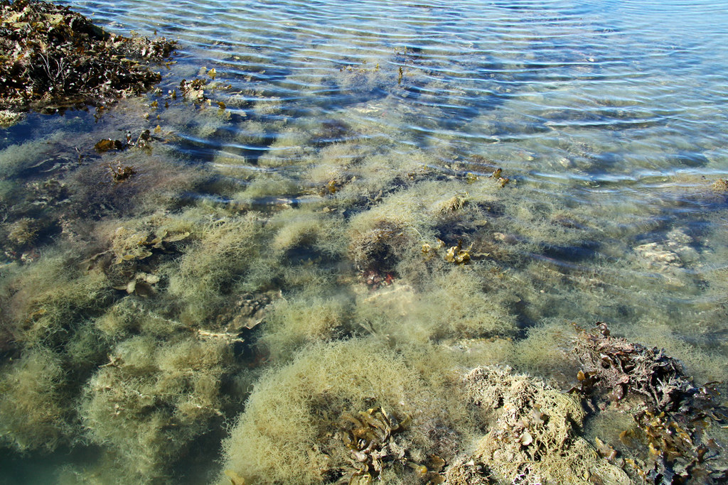 Inshore Reef at Yule Point Flickr