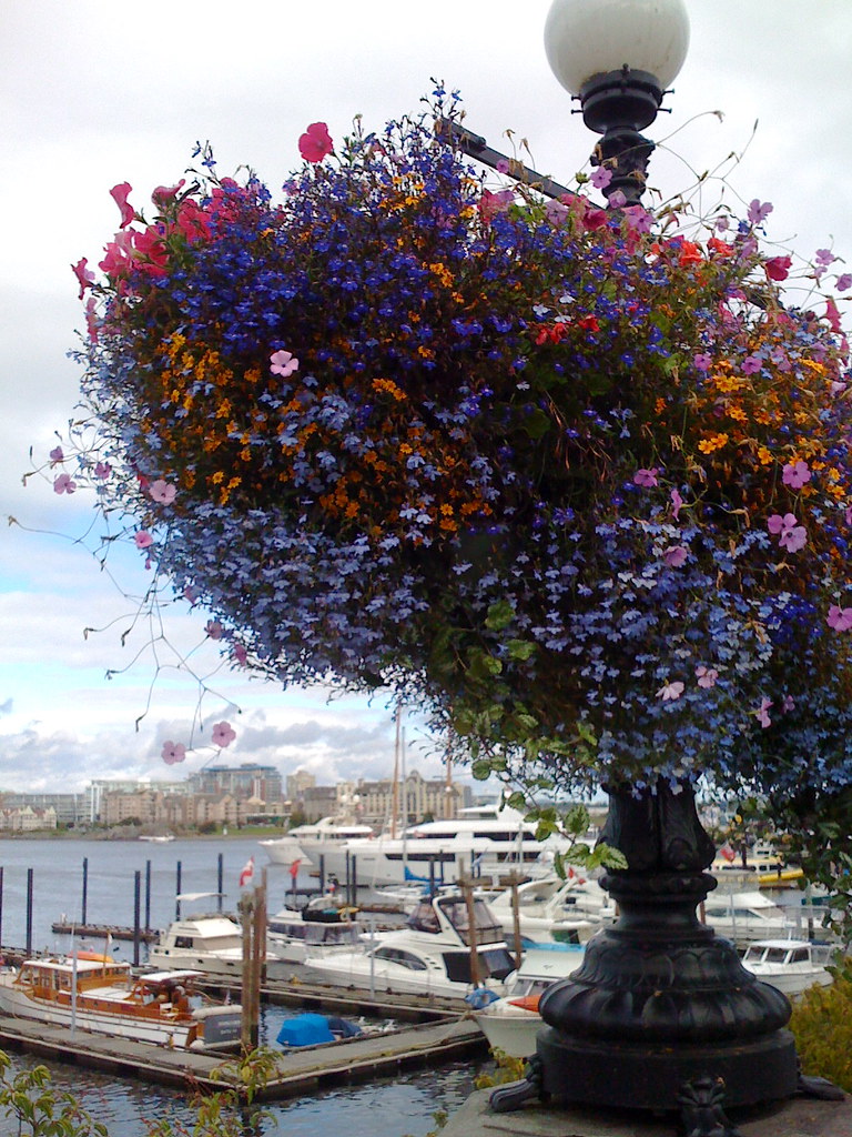 Hanging Baskets and the Inner Harbour Victoria BC really c… Flickr