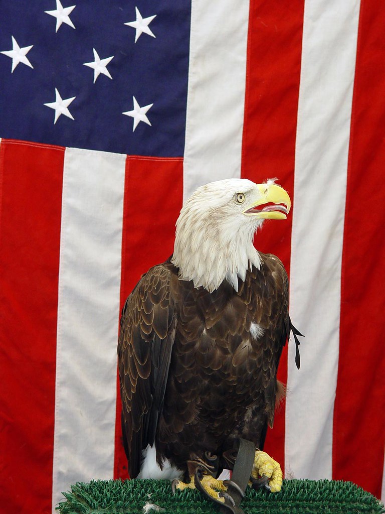 Springfield An American Eagle at the Illinois State Fair… Flickr