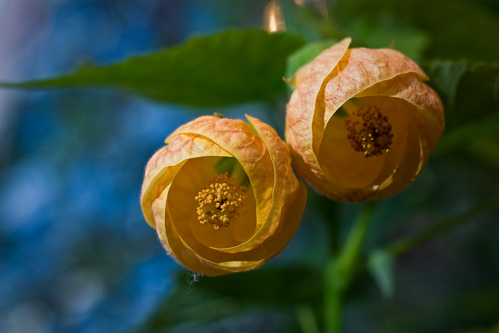 Yellow Flower In January Thanks for Ruissalo's Botanical G… Flickr