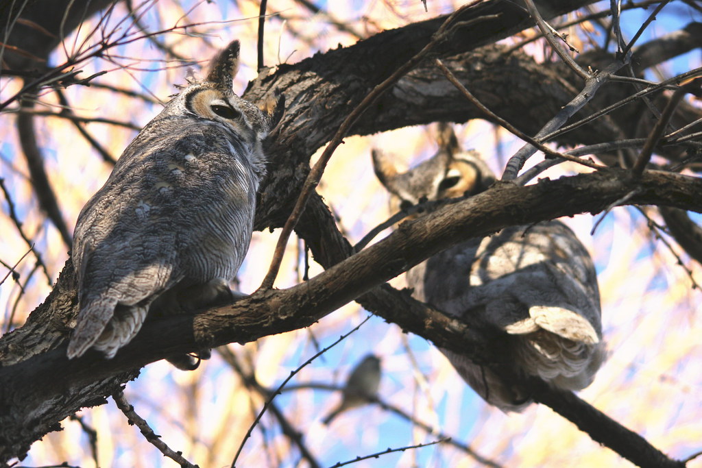 Young owl and watchful parant New Dayton Alberta Howard Powell Flickr