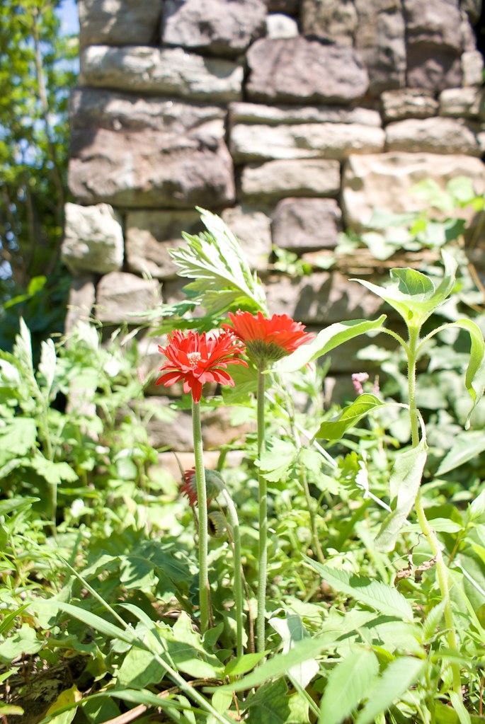 Flowers on Maple Avenue spyffe Flickr