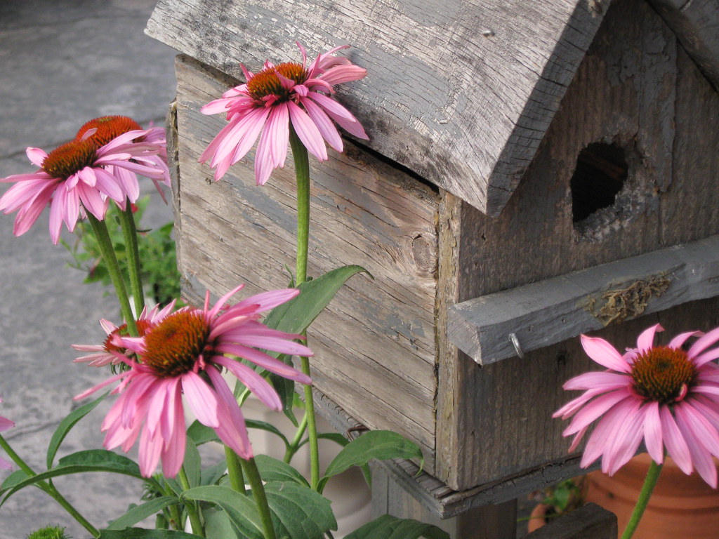 coneflower house Sometimes I got some good clear shots. I … Flickr