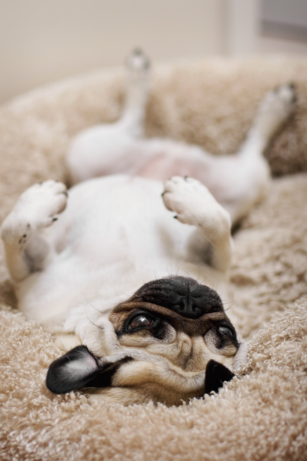 Upside Down Dogs Flickr