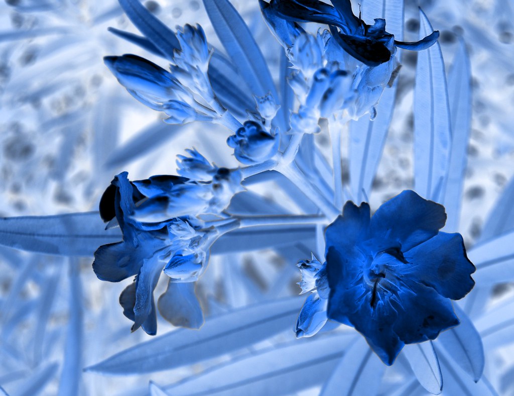 Negative Flower trying different effects negative with a… Flickr
