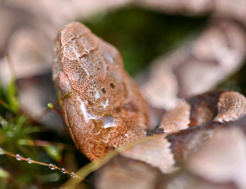 Baby Copperhead Bokeh This image is COPYRIGHT PROTECTED wi… Flickr