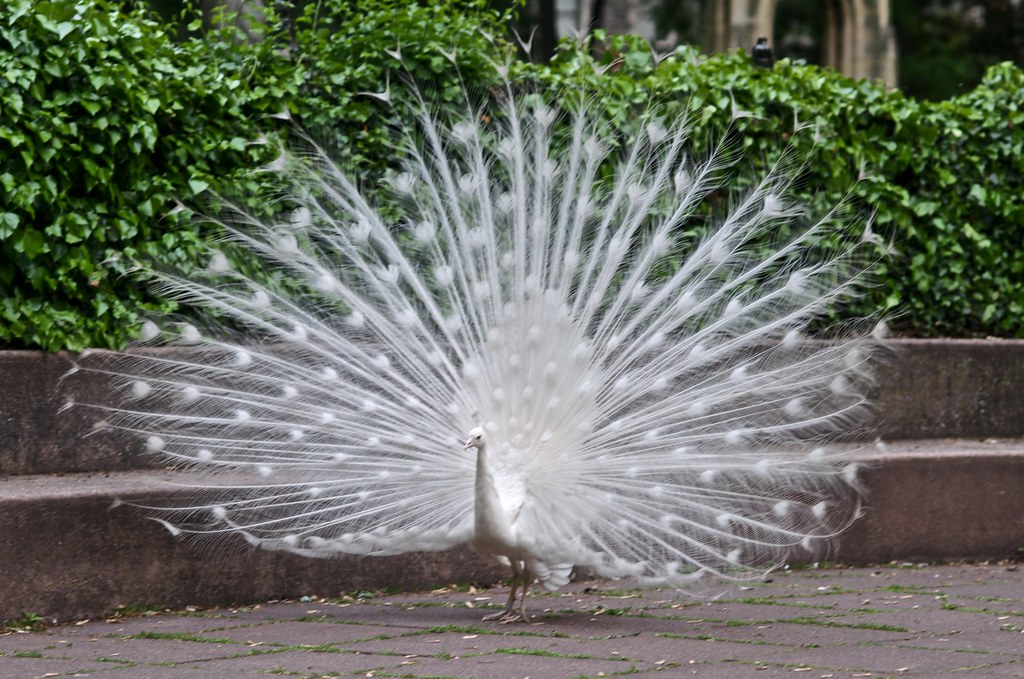 White Peacock One of the white peacocks at St. John The Di… Flickr