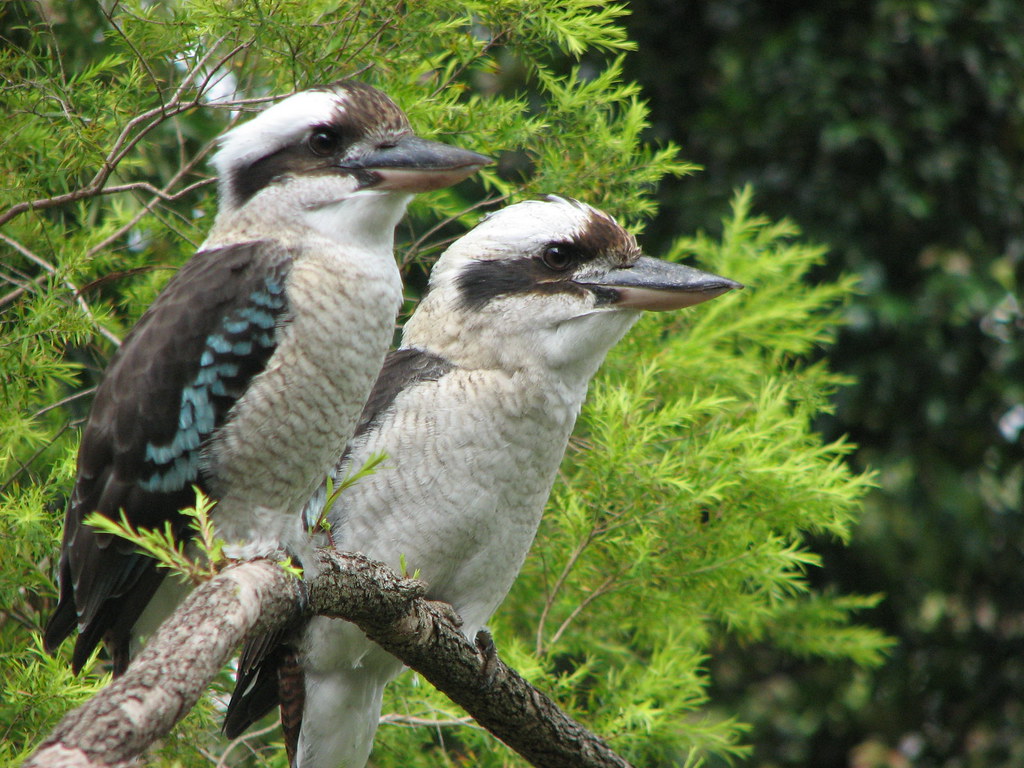 20090320 Kookaburras IMG_2594_2 Pair of Kookaburras (Dac… Flickr