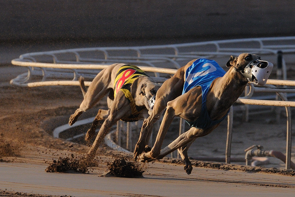 BC Wine And Dine (photo 2) Phoenix Greyhound Park schooli… Flickr