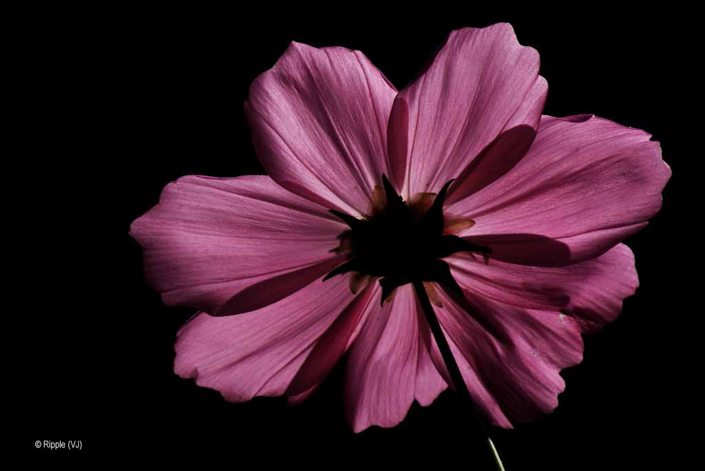 Pink Flowers Black Background