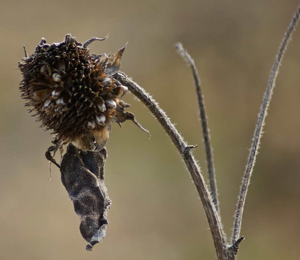 Dead Sunflower 2 Paul J Everett Flickr