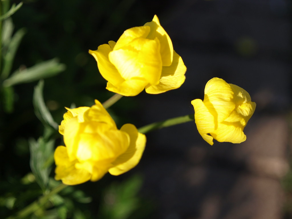 Superbus Globeflower bo mackison Flickr