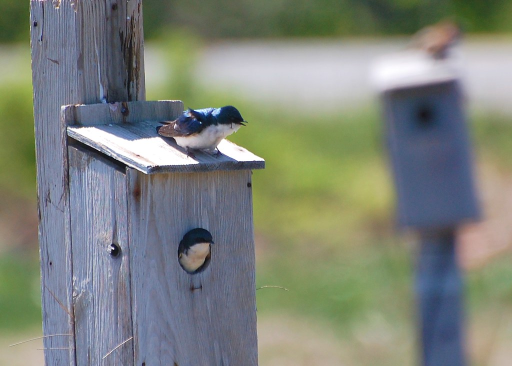 10 Other Birds That Nest in Bluebird Houses Bluebird Landlord
