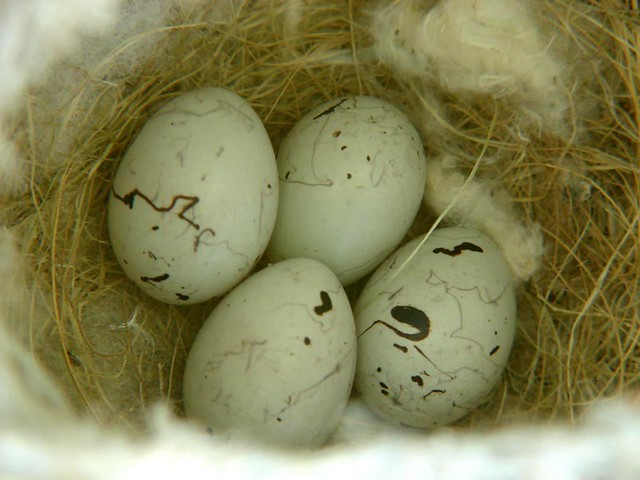 Oriole Nest and Eggs southnest42. "Hello, we have the w… Flickr