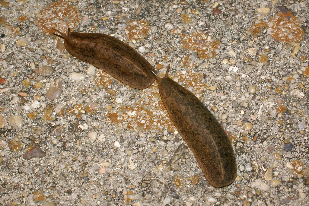 Snails in love. OK, slugs guess what you find when you liv… Flickr