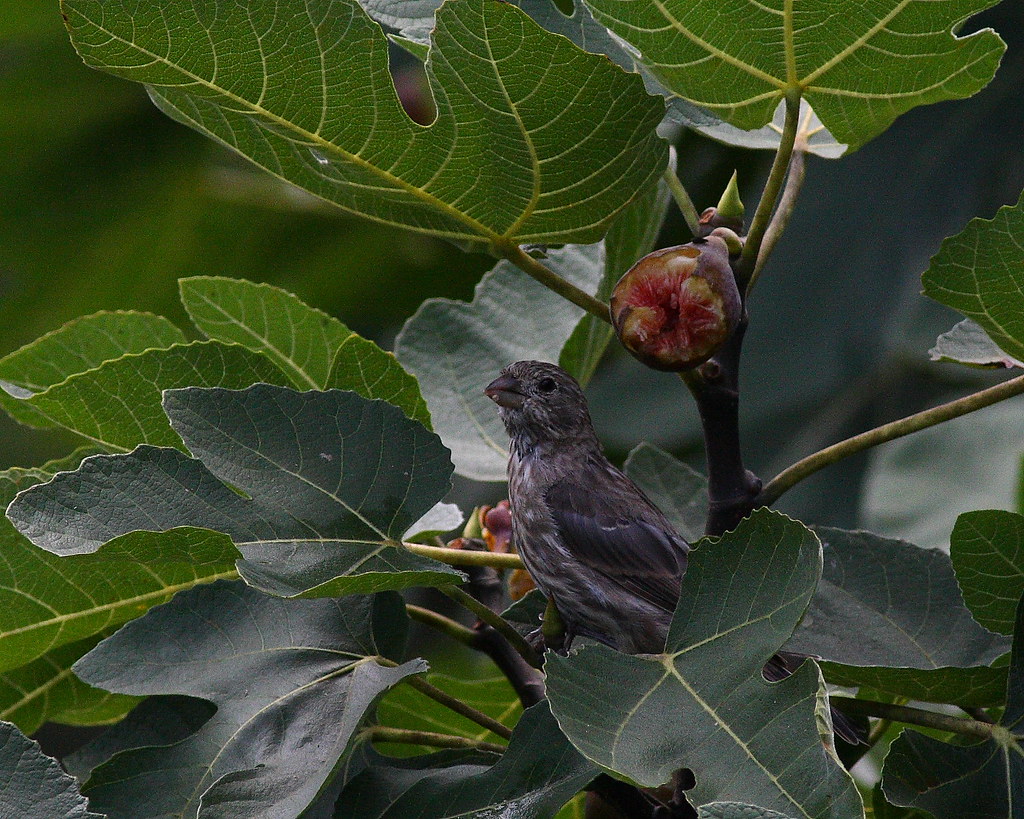 Female Finch eats Figs_2261 Many of the birds eat the figs… Flickr