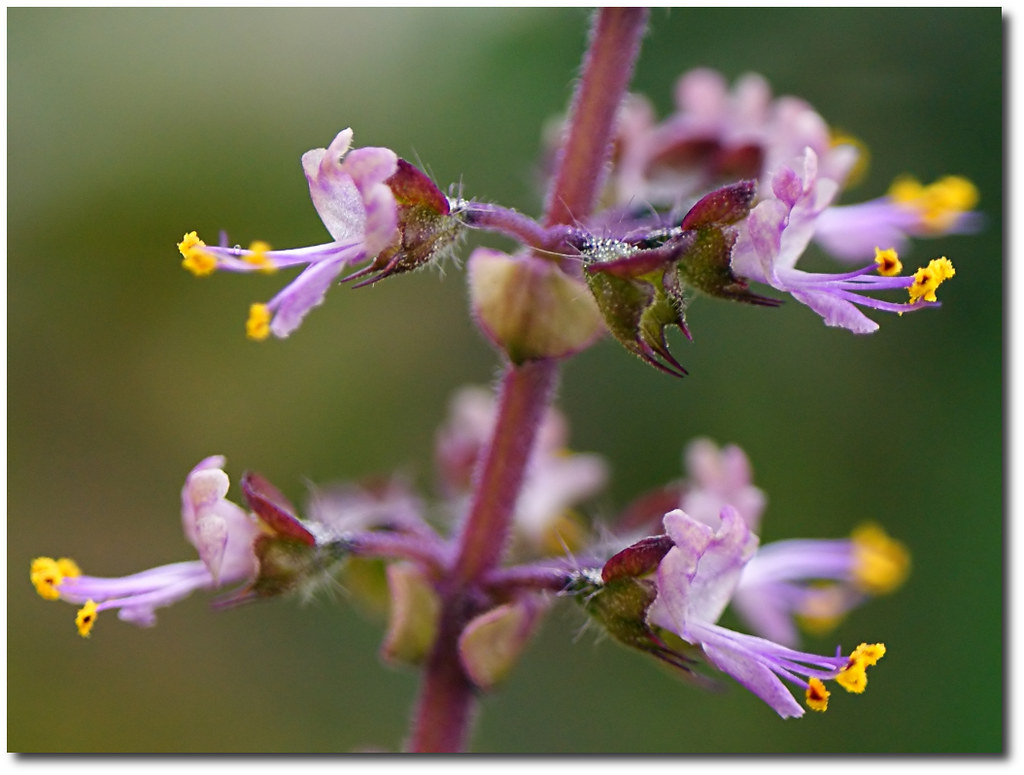 holy basil flowers Ocimum tenuiflorum (also tulsi, tulasī … Flickr
