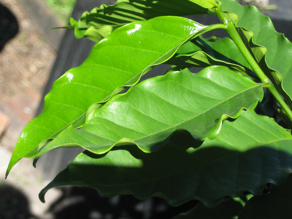 coffee leaves These leaves are responsible for a lot of ox… Flickr