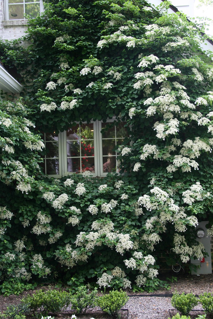 Climbing Hydrangea freckledfarm Flickr