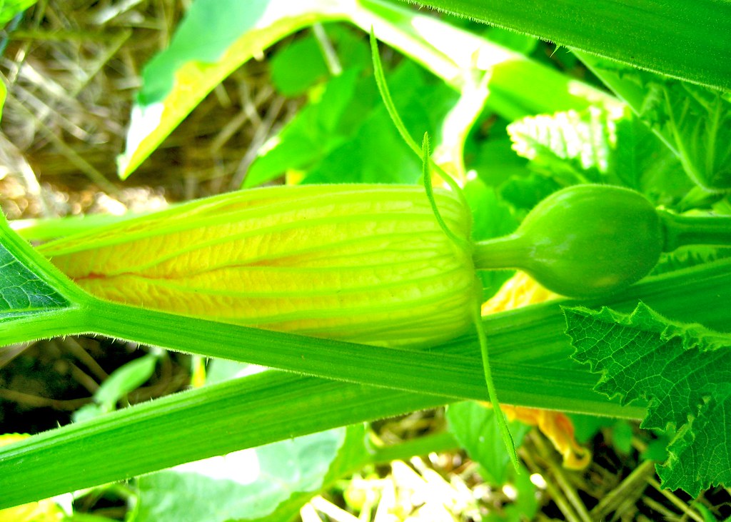 acorn squash All kinds of blossoms are popping up on the a… Flickr