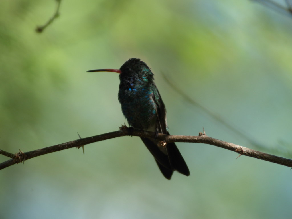 Resting 7422 I haven't seen hummingbirds perch before. mliu92 Flickr