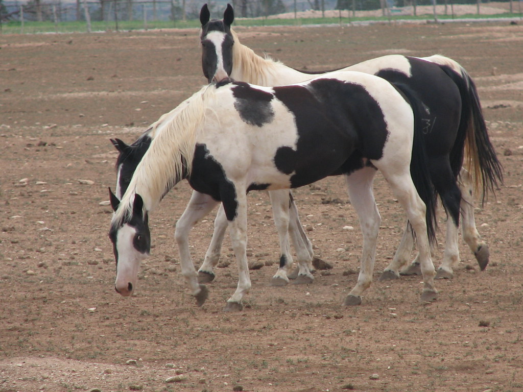 America Paint horse Horse breeding Ranch lazy WJ nearby No… Flickr